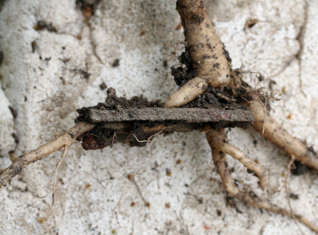 Valerian Patches American Custom Technologies