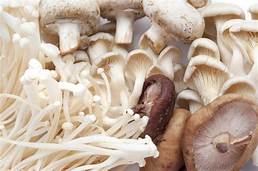 Mushrooms are a source of vitamin B-5